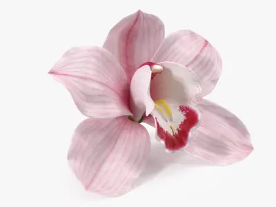 Hybrid Orchid Pink 3D model