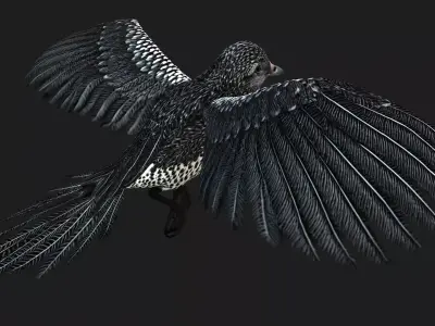 PheasantBird B7 Free 3D model