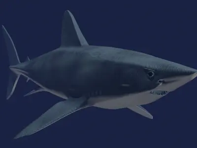 Shortfin Mako  3D model