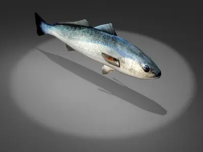 Corvina fish with light shining Low-poly 3D model