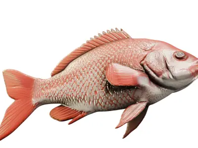 Red Snapper Fish  Mid Poly 3D Model for Render and Concept Use Low-poly 3D model