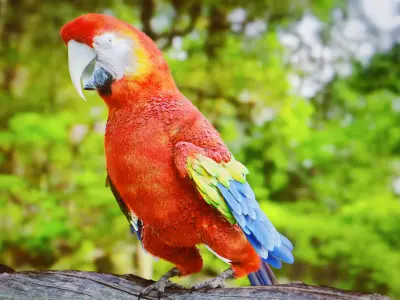 Parrot Rigged Low-poly 3D model