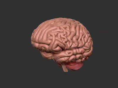 brain human anatomy organ 3D print model