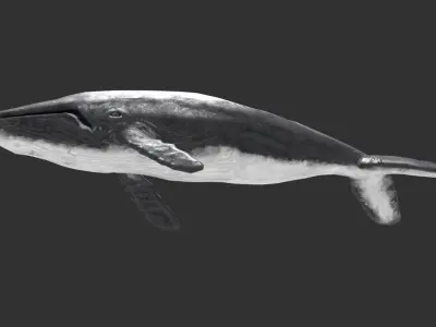 whale lowpoly animal Low-poly 3D model