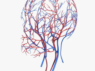 Human Head Cardiovascular System 3D model