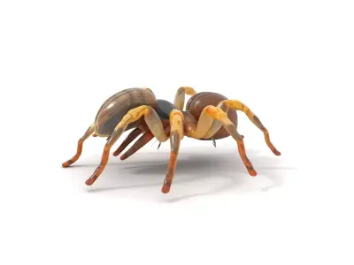 Desert Arachnid Creature model pack Low-poly 3D model