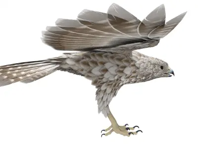Falcon 3D model get