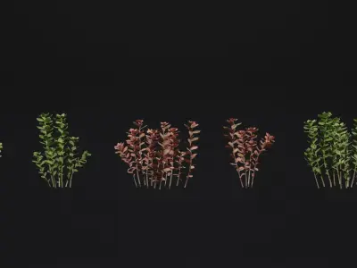 SedumMakinoi 3D model