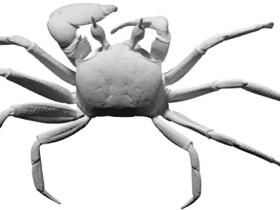 Crab 3D Mesh 3D model