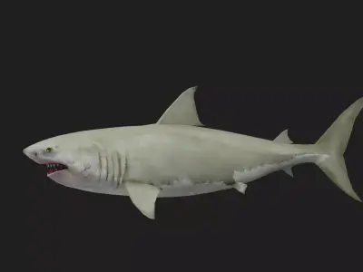 Shark Low-poly 3D model 14