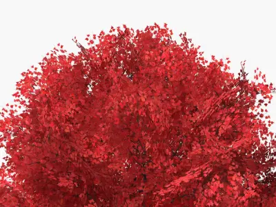  Realistic Lowpoly Red Maple Foliage Tree 