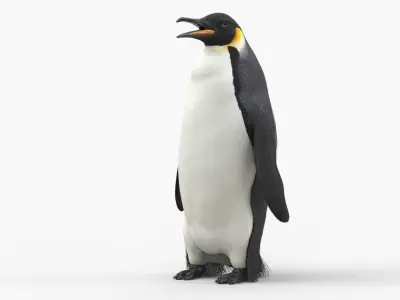  Antarctic Penguin Male Adult Fur 