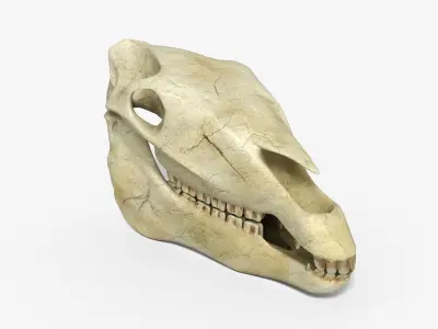 Horse skull Low-poly 3D model purchase