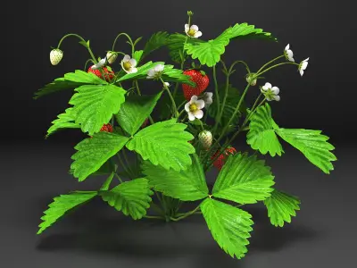 Strawberry Plant Bush with Fruits 3D model
