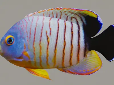Marine fish Low-poly 3D model
