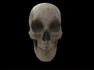 human skull 3D model