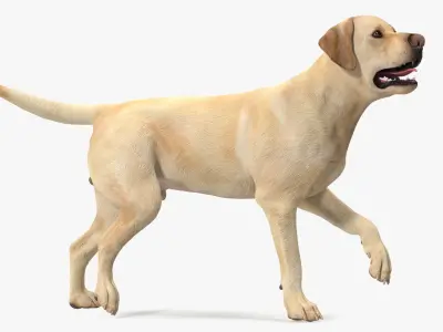 Labrador Dog White Walking 3D model