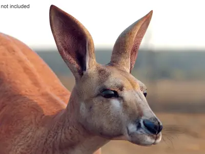 Kangaroo  purchase 3D model