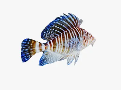 Fish Animal Free 3D model
