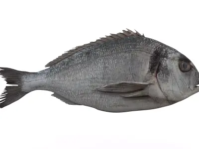 Gilt-head bream 3D model