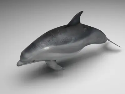 Dolphin Bottlenose 3D model purchase