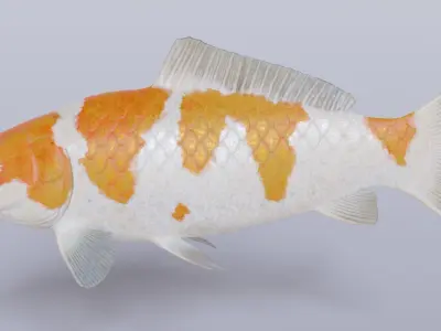 Koi Carp Pack 3D model