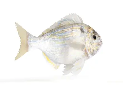 Pinfish fish 3D model