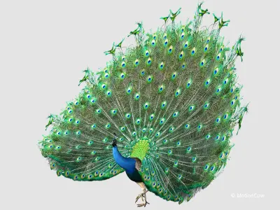 Peacock 3D model 5
