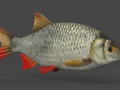 Rudd Fish 3D model purchase