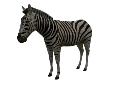 Zebra Low Poly For Games and VR Low-poly 3D model