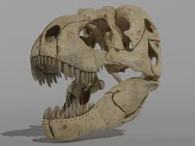 Tyrannosaurus Rex Skull Model 3D model