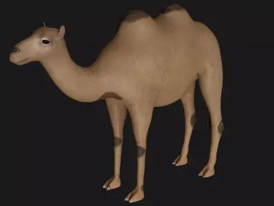 fully rigged low poly camel 2 Low-poly 3D model