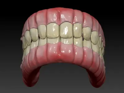 Teeth human mouth with Low-poly 3D model