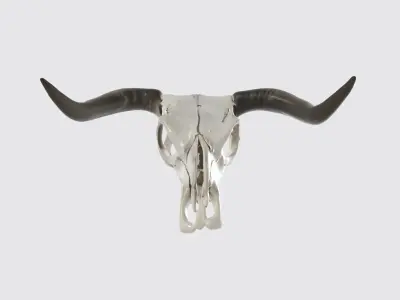 Realistic PBR 3D Model of bull Skull with Curved Horns Free 3D model