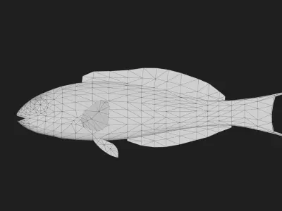 Wrasse Low-poly 3D model 11