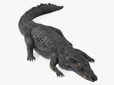 Crawling Black Caiman 3D model