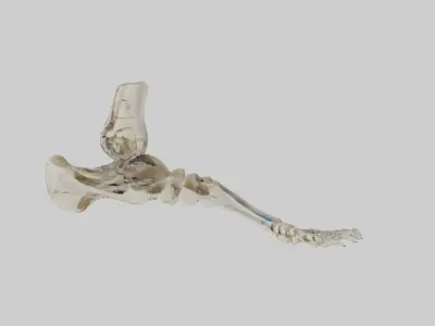 Foot skeleton Low-poly 3D model