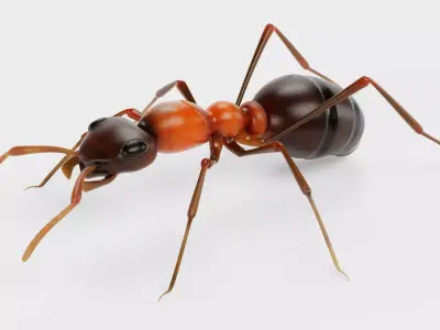 Ant - Formica Rufa Low-poly 3D model