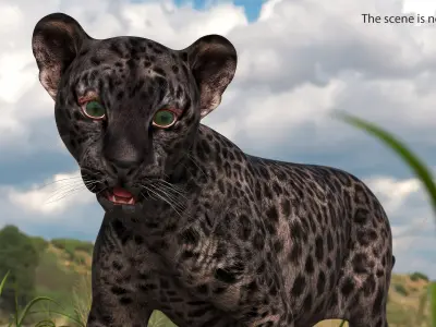 Baby Black Leopard Cub 3D model