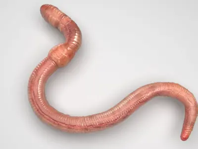 Earthworm 3D model 4