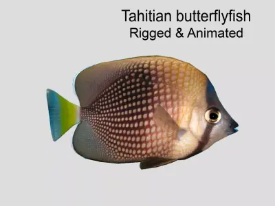 Tahitian butterflyfish Realistic Animated Low-poly 3D model