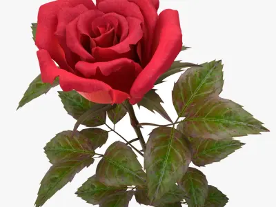 rose red_v_2 3D model