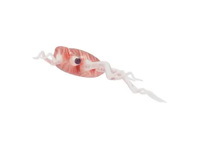 European Flying Squid Low-poly 3D model
