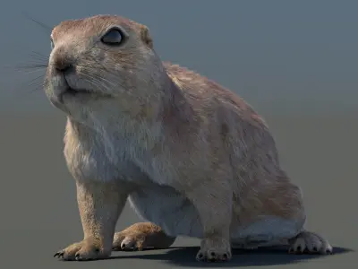 Rigged Prairie Dog with Fur 3D model