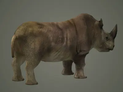 indian rhinoceros mammal rhino animal  3D model