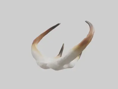 Gazelle Antlers Model 3D model
