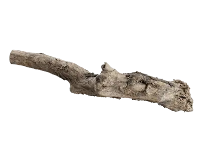  Gnarly Decaying Log Model 