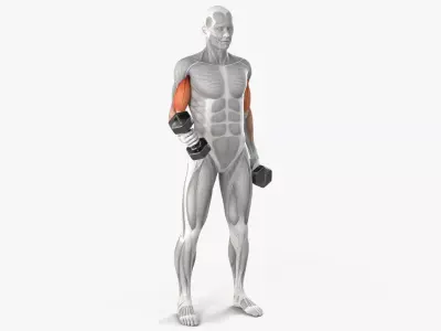 Male Muscular System Biceps Curls Animated Rigged Low-poly 3D model