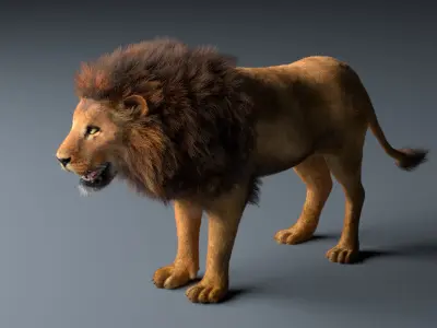 African Lion Hair Fur Rigged 3D model