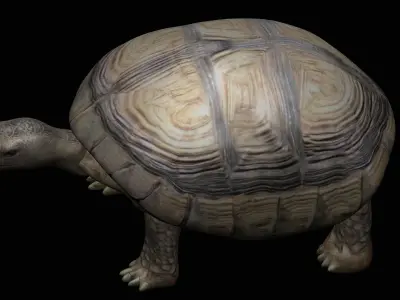 Tortoise Turtle Low-poly 3D model
